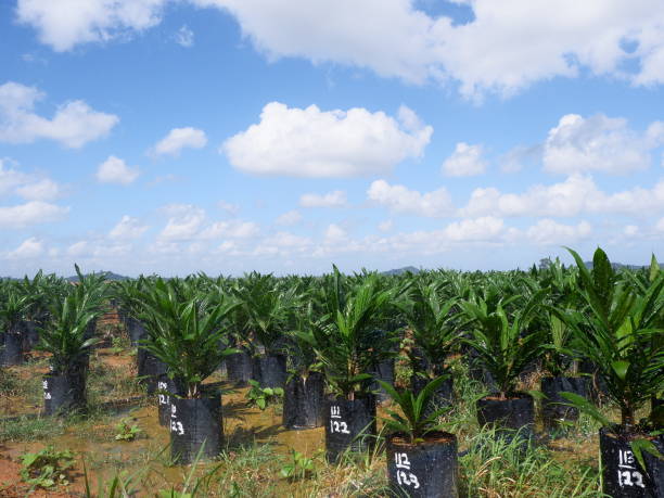 RBD Palm Olein Distributors in Indonesia