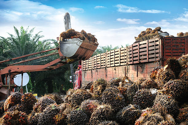 RBD Palm Olein Exporters in Indonesia