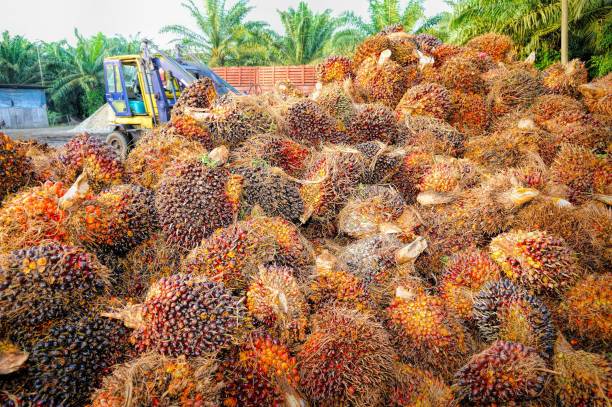 RBD Palm Olein Exporters in Indonesia