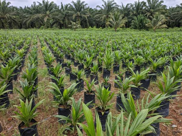 RBD Palm Olein Exporters in Indonesia