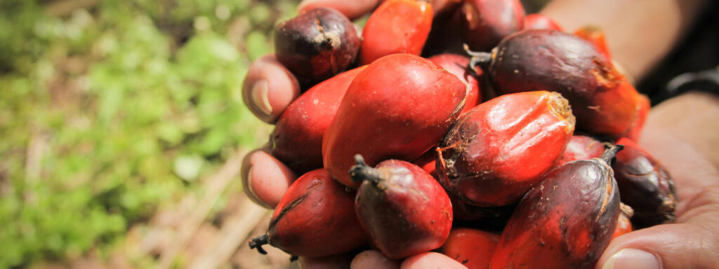 RBD Palm Olein Distributors in Indonesia